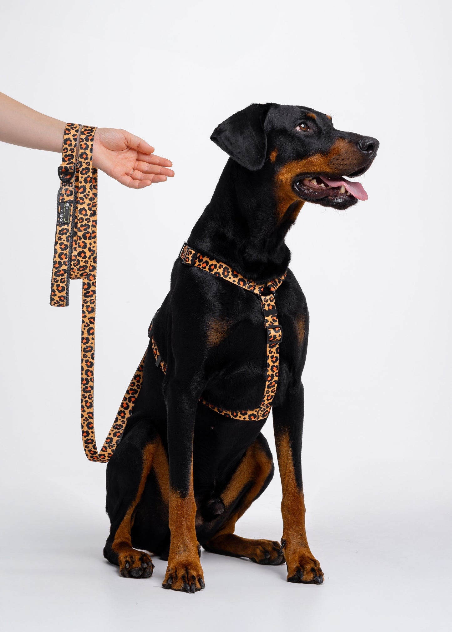 Stylish anatomical harness for dogs - LEOPARD