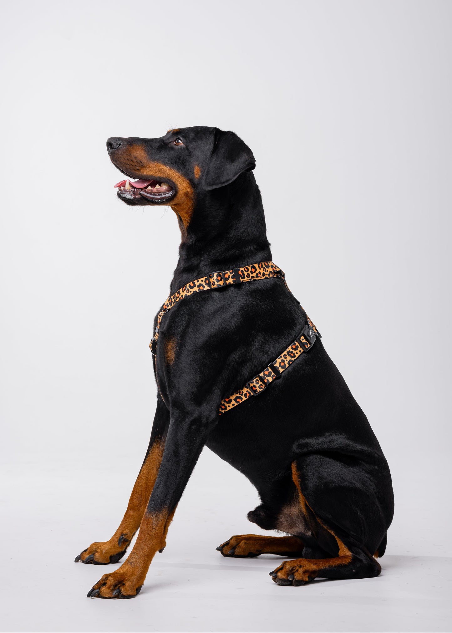 Stylish anatomical harness for dogs - LEOPARD