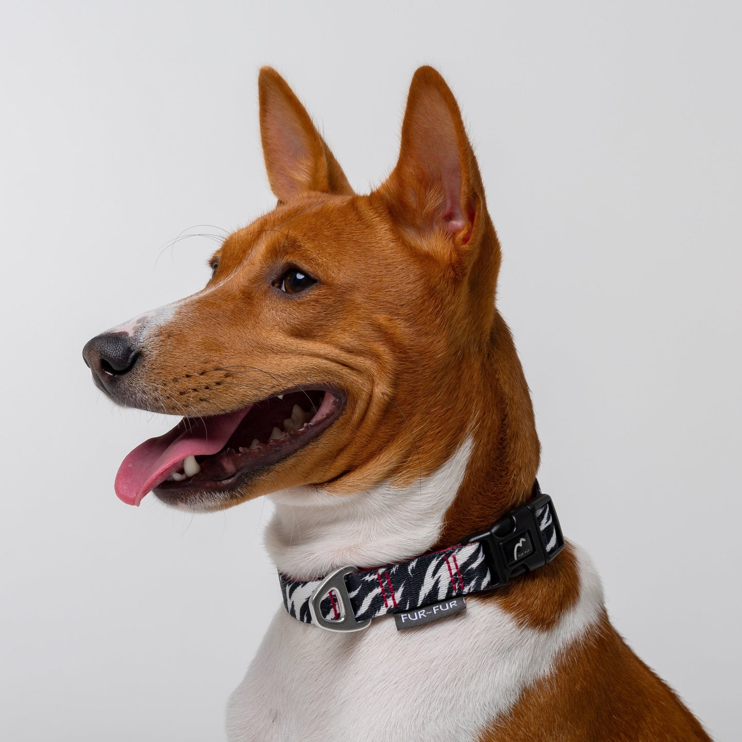 Adjustable Dog Collar - ZEBRA