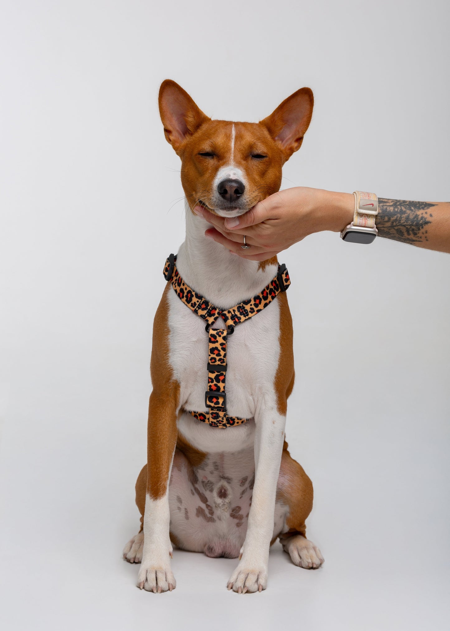 Stylish anatomical harness for dogs - LEOPARD