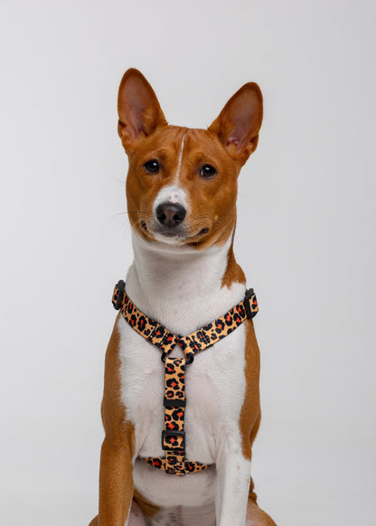 Stylish anatomical harness for dogs - LEOPARD