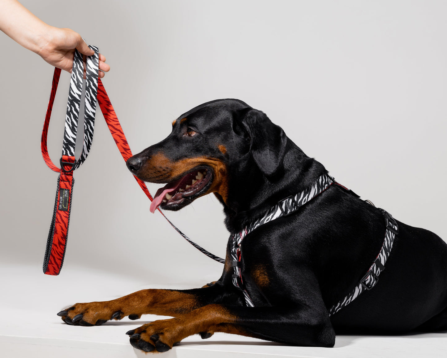 Stylish anatomical harness for dogs - ZEBRA