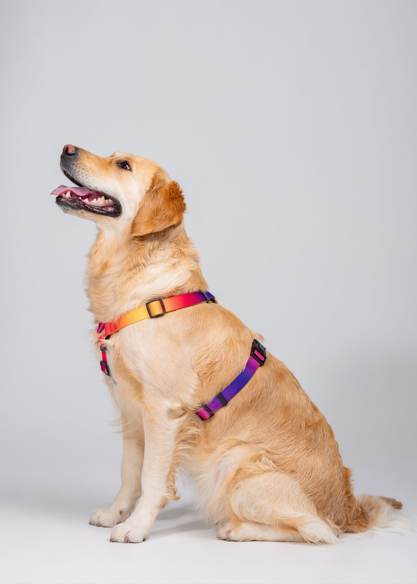 Stylish anatomical dog harness - SUNSET