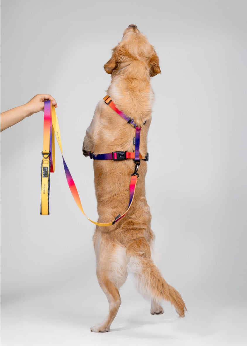 Stylish anatomical dog harness - SUNSET