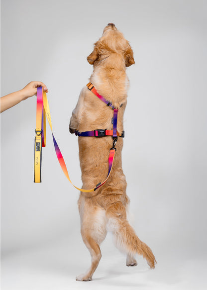 Soft handle leash - SUNSET / YELLOW