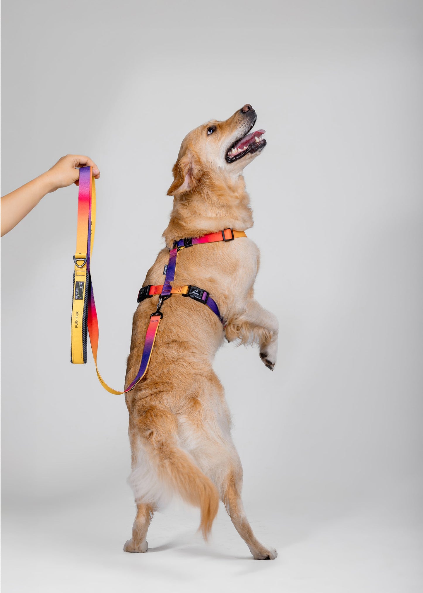 Soft handle leash - SUNSET / YELLOW