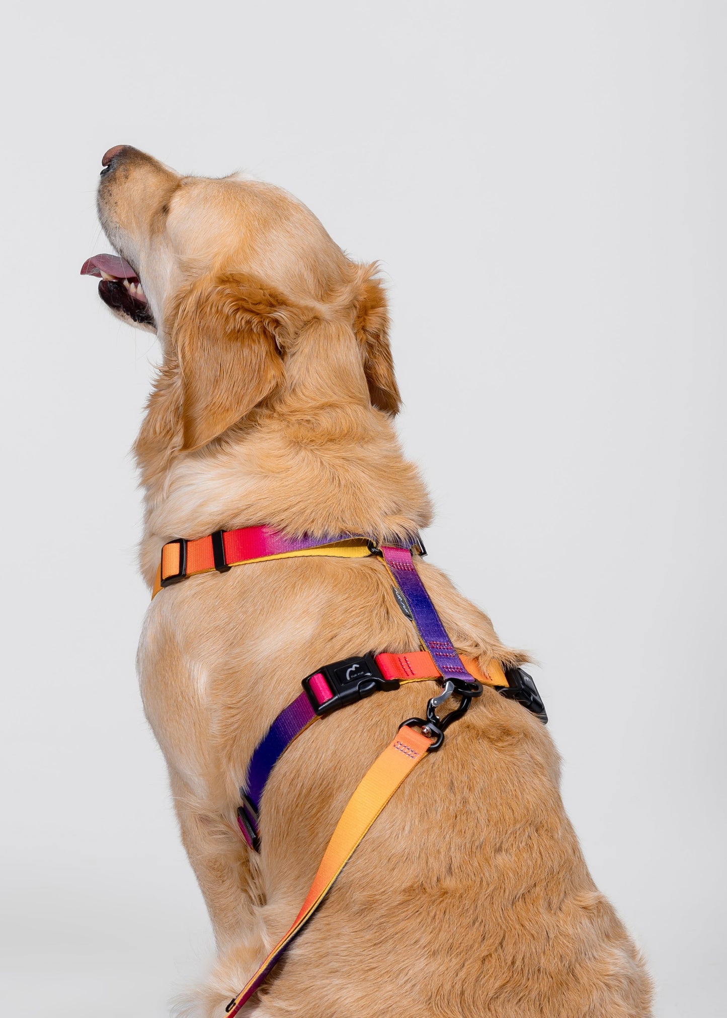 Stylish anatomical dog harness - SUNSET