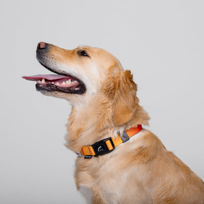 Adjustable Dog Collar - SUNSET