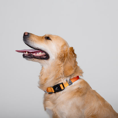 Adjustable Dog Collar - SUNSET