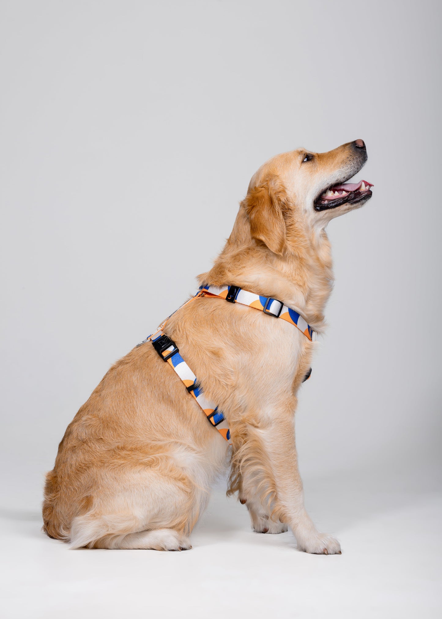 Stylish anatomical dog harness - GEOMETRY