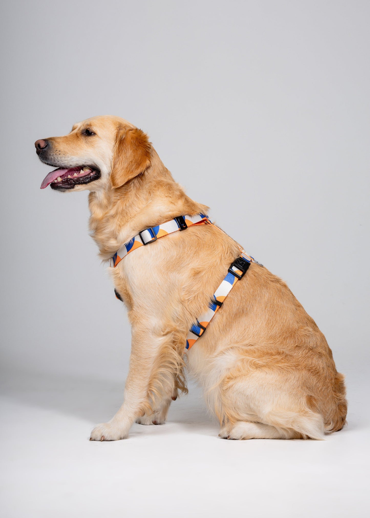 Stylish anatomical dog harness - GEOMETRY