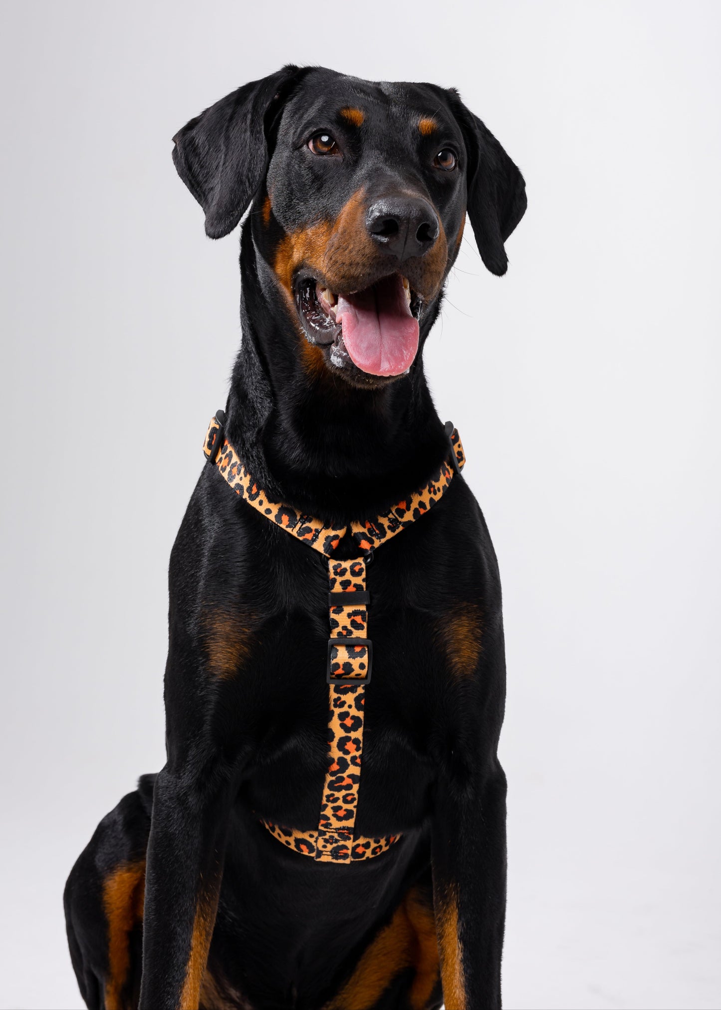 Stylish anatomical harness for dogs - LEOPARD