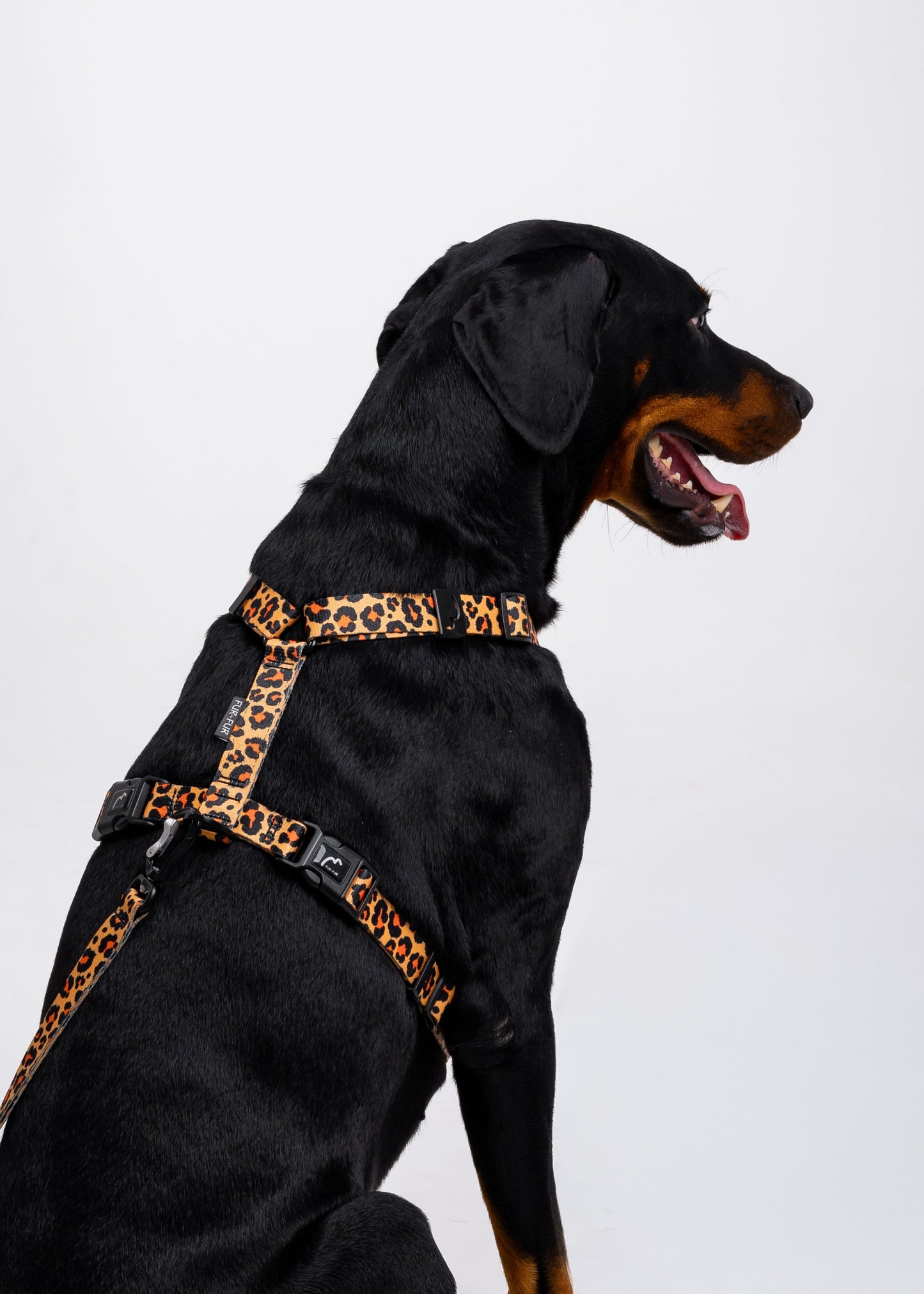 Stylish anatomical harness for dogs - LEOPARD