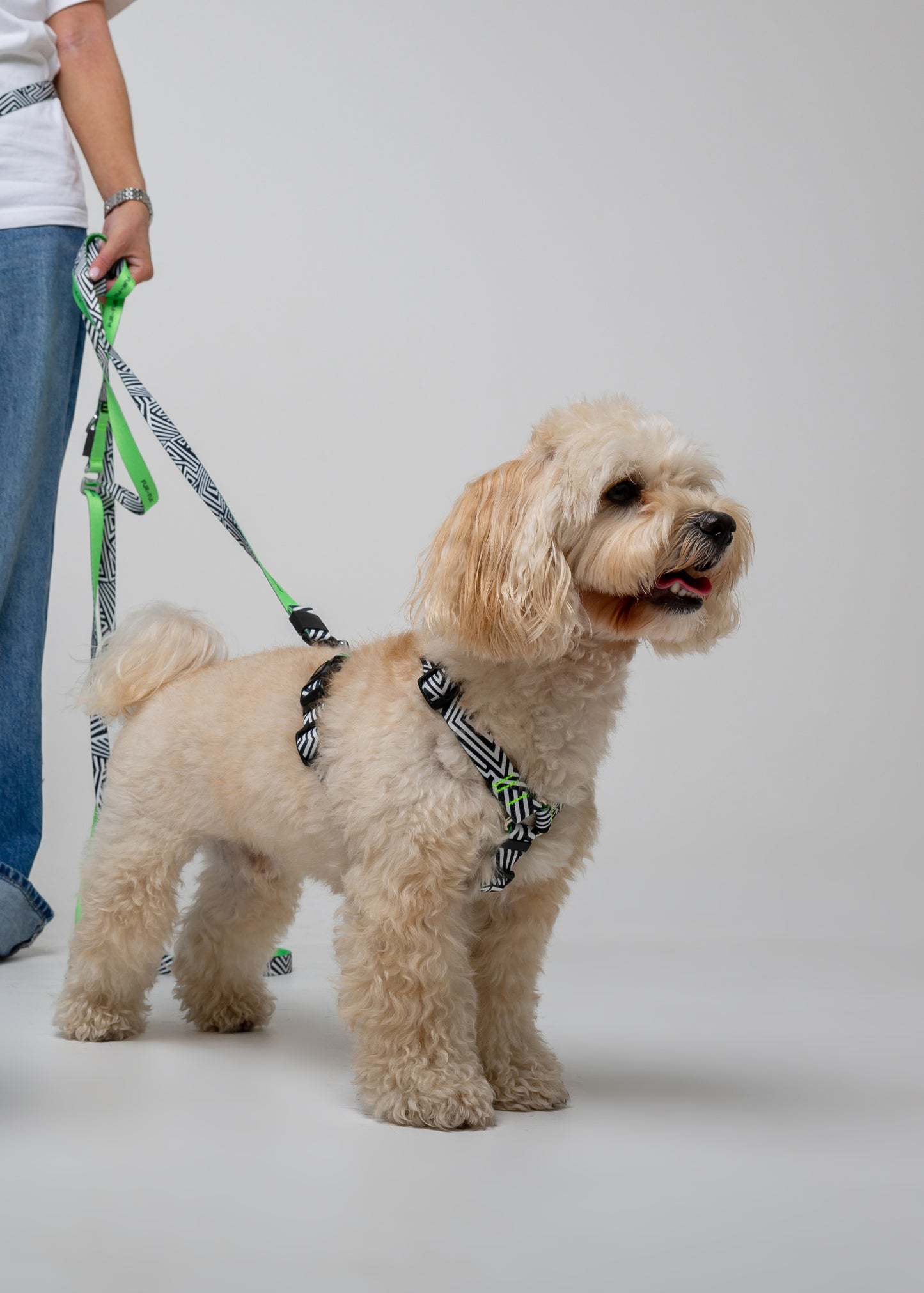 Stylish anatomical dog harness - MAZE