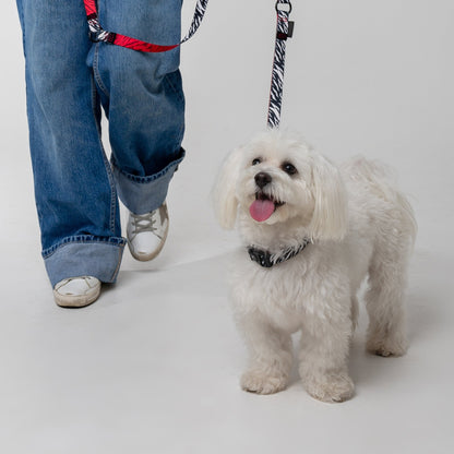 Adjustable Dog Collar - ZEBRA