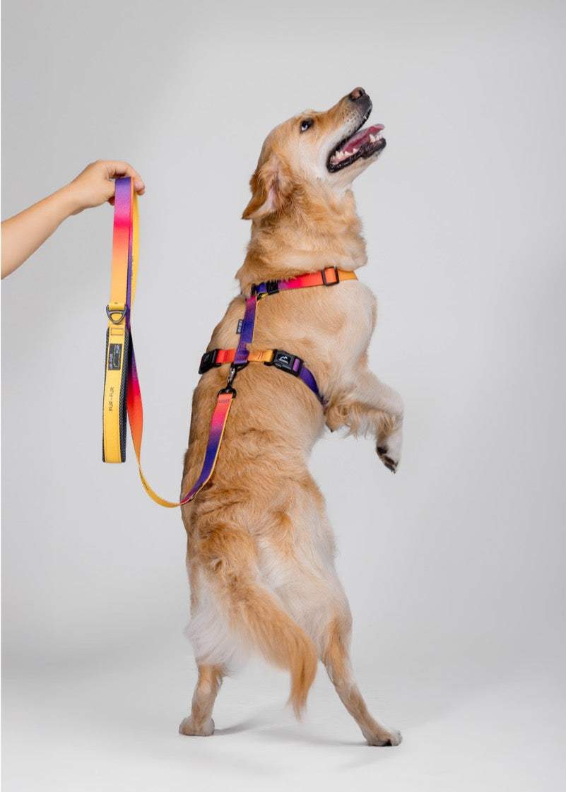 Stylish anatomical dog harness - SUNSET